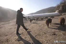 阿里员工黄土高原养猪记：给猪装上计步器，每天跑够2万步图片