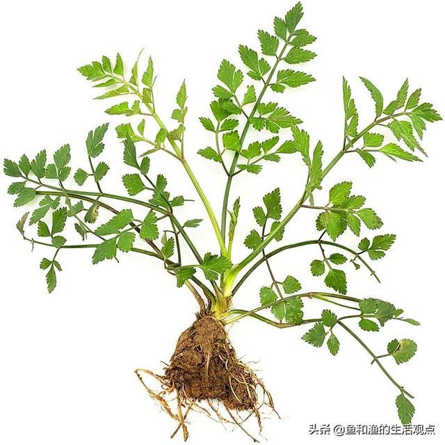 踏春必备“百草图”之三，身边那些有价值的野草，你能认识几种？