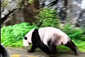 陕西宝鸡村民路上偶遇野生大熊猫，一路小跑下山觅食图片