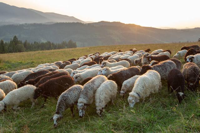 想要牛羊长得快还是得喂饲料添加剂（兽用小料）