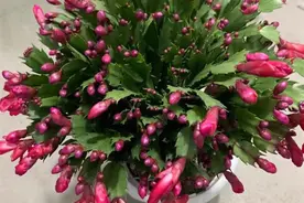 同窗学谊情依然图片