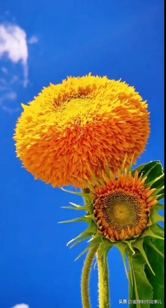 一束鲜花，醉蓝天