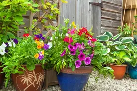 花养死了土别扔，教你“一招”，旧土变肥沃，还能再养花图片