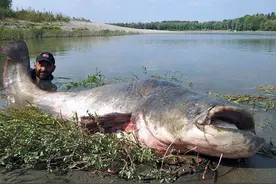 印度鲶鱼泛滥成灾，个个体壮如猪，为什么自己不吃还想出口我国？图片