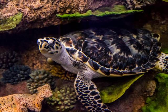 沙迦水族馆+海事博物馆 | 奇幻海洋宝藏，带娃党的福音
