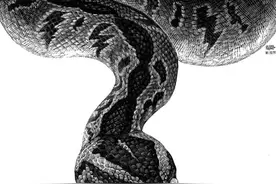深潭巨蟒2：祠堂议事图片