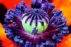 这就是罂粟花，越美越毒图片