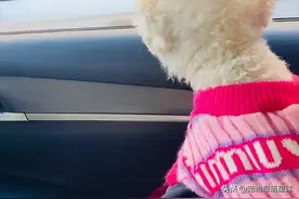 主人堵车半小时，车里的俩狗急了，隔着窗当街开骂…图片