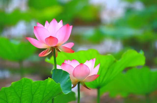 「诗词鉴赏」最美池上时，在池上的古诗词里，遇见醉美的夏天