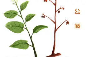 带状疱疹，用雷公藤消肿解毒，减少疼痛，加快恢复速度图片