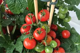 初学者如何选择合适的容器在家中种植蔬菜图片