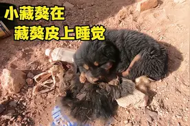 西藏旅行遇一窝小藏獒，一只竟躺藏獒皮上睡觉，还赖上男子不肯走图片