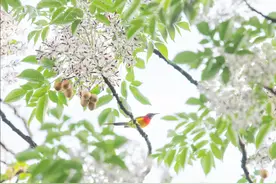 镜头里的绿美云南系列散文（二）｜鸟语花香世博园图片