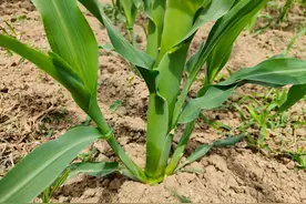 玉米为啥会长叉子，需不需要掰掉图片