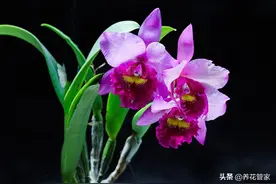谨记香水石斛养护5个要点，花开一茬又一茬图片