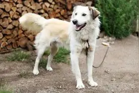 人人嫌弃的破烂狗被老汉收留，老人去世，重情义的它趴在坟头死去图片