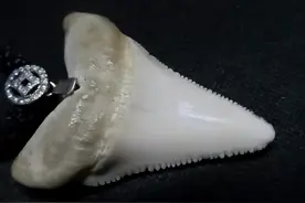 厦门抓获！男子非法买卖大白鲨牙齿6389颗300多万元！判了图片