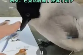 南京一名鸟类保育员给灰喜鹊按头上课，网友：它似乎知道自己是只鸟了图片