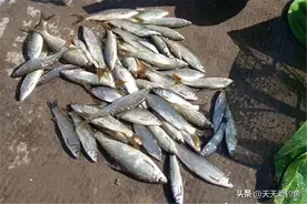 野钓黄尾鲴，要先了解3个独特习性，甭管什么水面，都能钓爆护图片