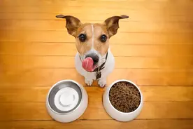 狗狗肠胃炎怎么办？如何用药有效治疗？图片
