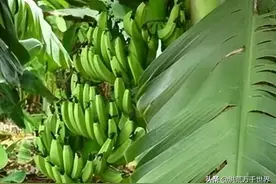 几张图教你认清几种常见的香蕉品种图片