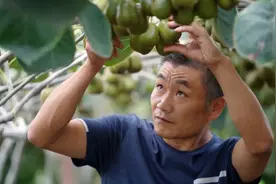 都江堰工匠 | 王凤生：“土专家”种植猕猴桃有“真经”图片