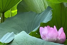 晨读 | 消暑听“周调”图片
