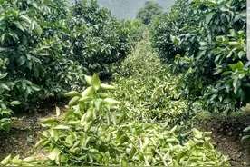 柑橘修剪没有对与错，能让你挣到钱的技术才是实用的图片