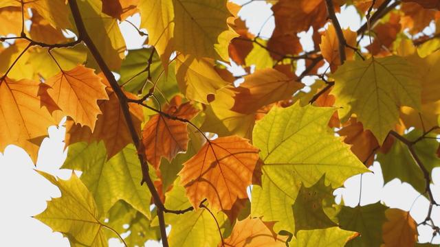 菏泽成武：法桐披金妆胜画 秋色流韵诗韵长