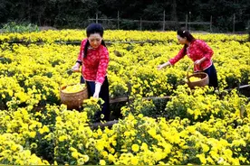 为什么说江西修水出美女？图片