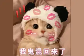 一些奇奇怪的猫猫表情包合集1图片