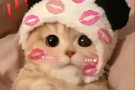 一些奇奇怪的猫猫表情包合集1图片