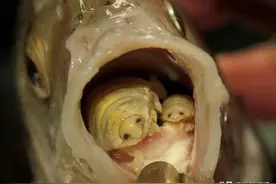 33张诡异的动物照：羚羊的角长反了方向，苍蝇搓断了自己的头图片