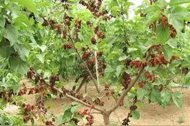 农村俗语“坟不栽三，宅不栽四”，哪些树不能随便栽？啥道理？图片