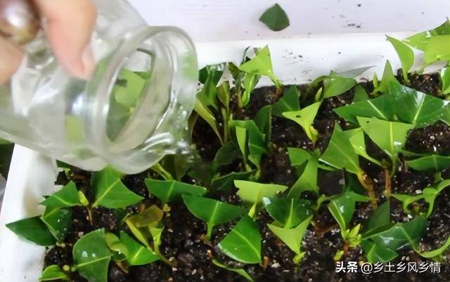 阿莫西林生根的方法，稀释溶液很关键，三种方法比较简单