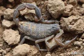 一晚捉半斤，一斤卖800，农村捉蝎子成赚钱新手段，到底违不违法图片