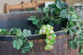 汉语拼音到国际音标万能学习法小学900基础词词源解析 第四十一课图片