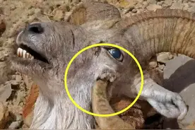 死法最憋屈的动物：躲过天敌追杀，却被自己杀死？让人心酸又好笑图片