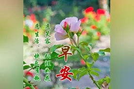 2022早安最火动态图片 大家早上好最新最漂亮的图片图片