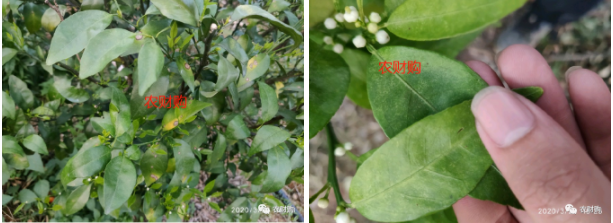 5个真实果园案例分析！下肥、保果、打药工作详解，对号入座