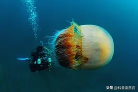 顶翻日本渔船，成日本核电站克星！来自我国的越前水母有多强？图片