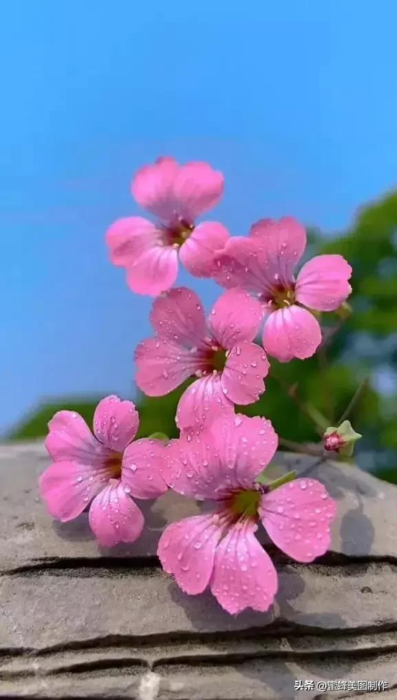 七夕浪漫情人节，玫瑰壁纸