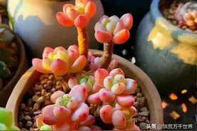 又美又香的九大多肉，养过的人都夸赞图片