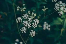 光学变焦！索尼Xperia 1 IV能拍出什么照片？图片