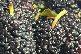 洗桑葚时，有人用面，有人用盐，都不对，这才是正确方法！图片