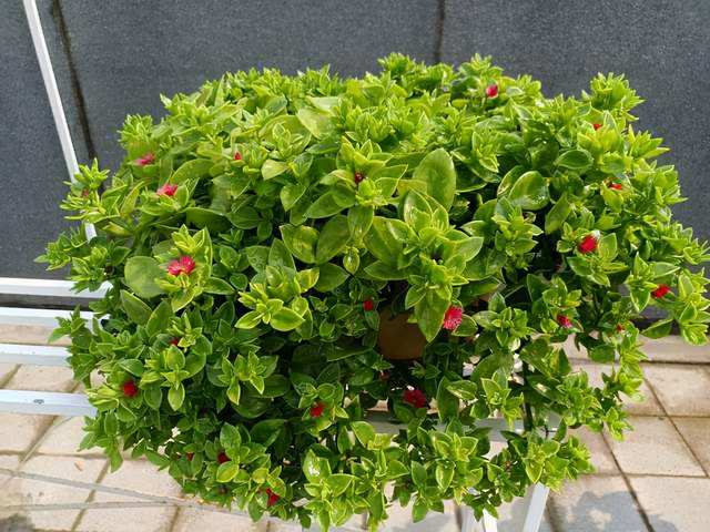 6种"不死花",不怕风吹日晒,不惧干旱贫瘠,不管它都能开爆花