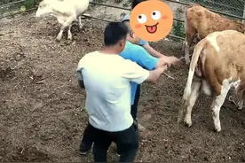 牛妈妈是怎样生孩子的，过程有点不忍直视图片