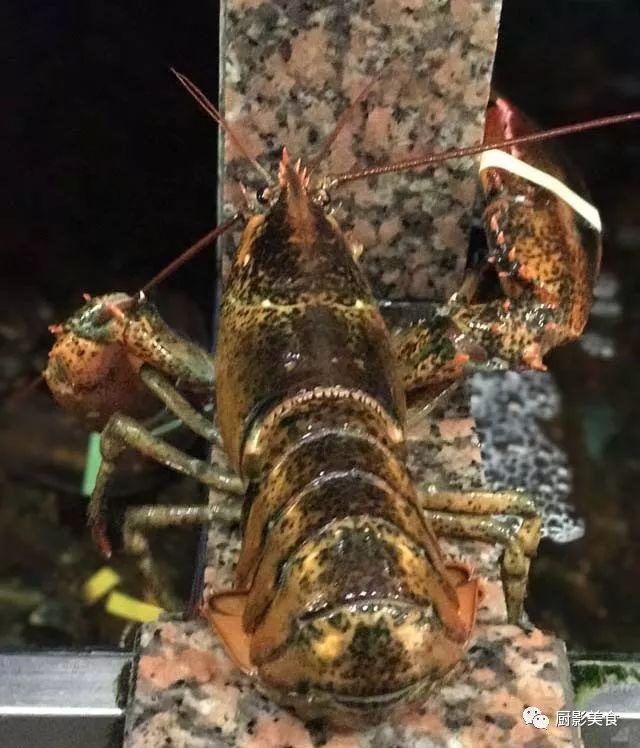 40头的花胶是几级 2025年花胶40头是什么意思?