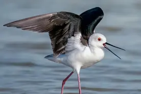 鸟类摄影 | 富士胶片X-H2S 捕捉鸟类的精彩瞬间图片