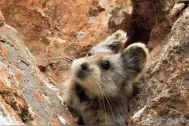 罕见“食灵兽”伊犁鼠兔重现！雪莲红景天为主食，拉的便便还能吃图片